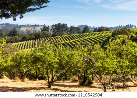 Landscape of fruit trees in the foreground and vineyards in the background. The is branch of a dark tree hanging down on the upper left side. A blue sky with clouds are in the background.