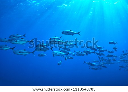 School of jackfish with ray of light in the ocean at Losin, Thailand Royalty-Free Stock Photo #1110548783