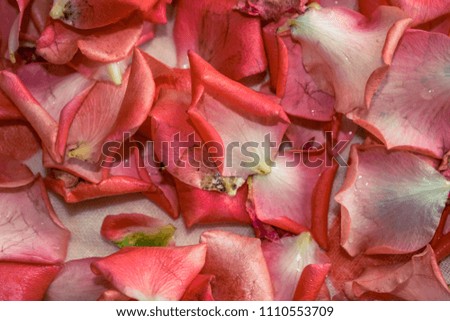 A photo of a rose petal. Decor of roses, background of rose petals.