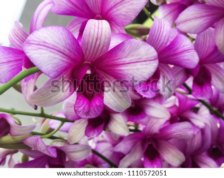 fresh beautiful vivid orchid-black background 
