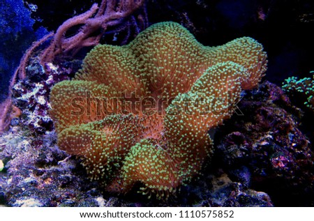 Green Mushroom Leather Coral (Sarcophyton sp.)
