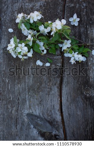 apple blossoms on old wooden surface