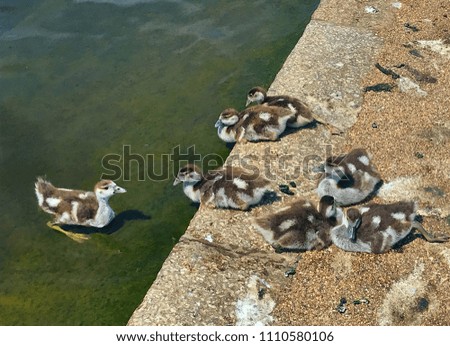 Group of ducklings, baby ducks on lakeside, river bank, park