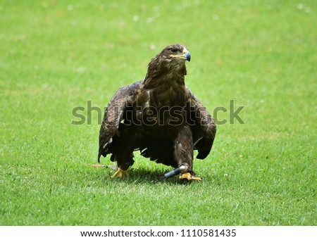 Golden eagle in spain