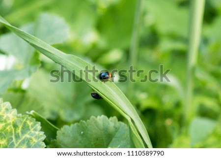 Picture of a small beetle in the grass. Insect beetle.