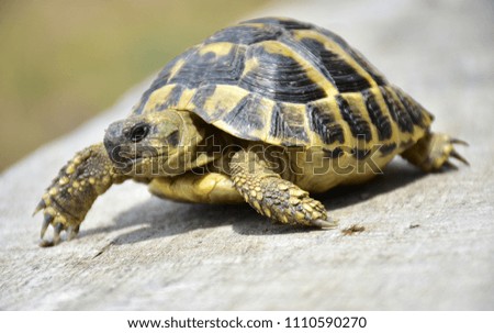Small forest turtle