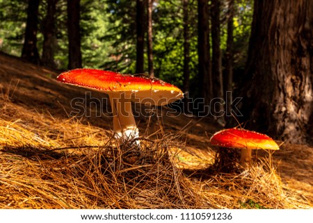 Picture perfect mushrooms