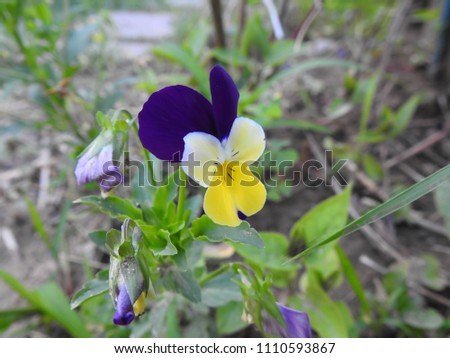 Pansy in the garden