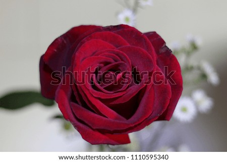A beautiful illuminated red rose