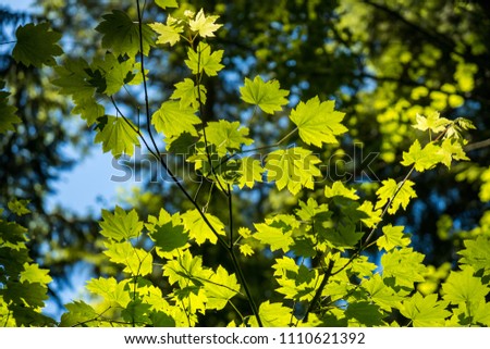 sun back lit the green leaves inside forest bottom view Royalty-Free Stock Photo #1110621392