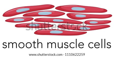 Image of smooth muscle cells illustration