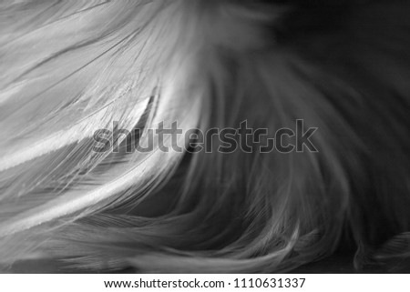 Bird and chickens feather texture for background Abstract,blur style and soft color of art design for mobile case