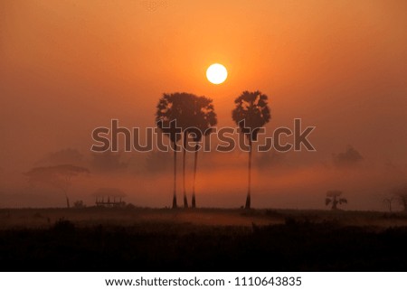 silhouette sugar palm on blurry sunset background