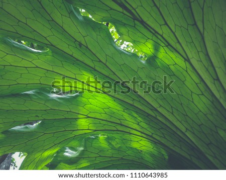 Fresh green leaves veined textures against sunlight. Soft, low contrast and blue toned. Inspirational nature background concept. 
