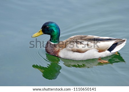 A Drake Mallard duck swims in Lake Ontario near Kingston.  This duck and his offsring will fly South thaousands of miles each fall and return to Canada each spring.
