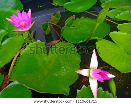 This beautiful waterlily or lotus flower is complimented by the rich colors of the deep blue water surface. Saturated colors and vibrant detail make this an almost surreal image.

