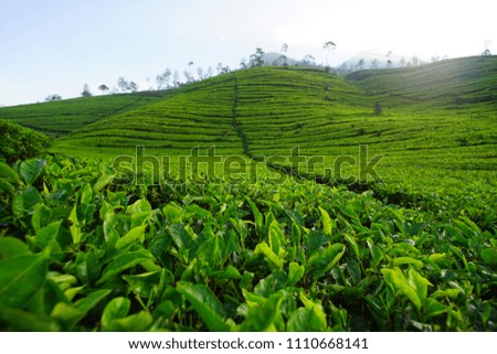 green tea plantation