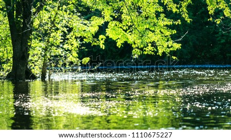 Magic water surface of a river at sunset, on a summer day. Brilliant insects and tree fluff that create the effect of falling flakes over the water at sunset or sunrise time. Scenic wild landscape.