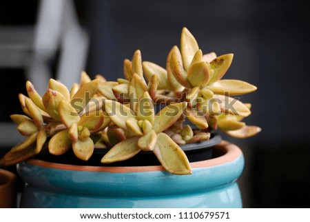 Succulents in a blue pot, stylish home decoration