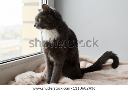 Adorable blue-white cat with green eyes is sitting on a pink blanket and looking to the window.