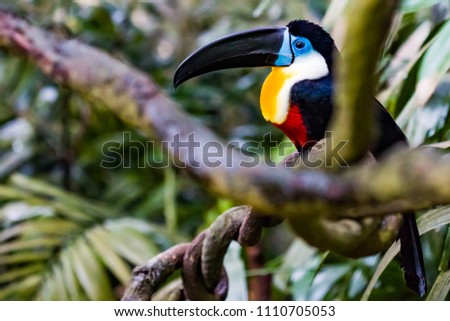 Close up of a Channel Billed Toucan on a branch.