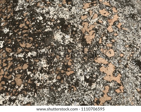 Dirty crack concrete wall and mold or fungus background 