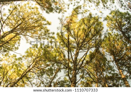Pine trees in the forest. Bark And the tall corners of tall pines see the sky. giant, looking, travel, natural, outdoor