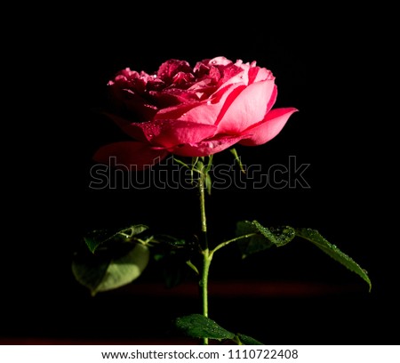 photo of a pink flower on a dark background during sunset