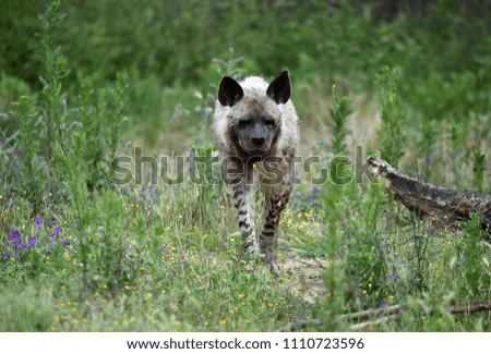 Hyena in safari