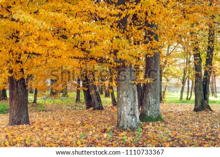 Autumn landscape in the park. Nature in the vicinity of Pruzhany, Brest region,Belarus.