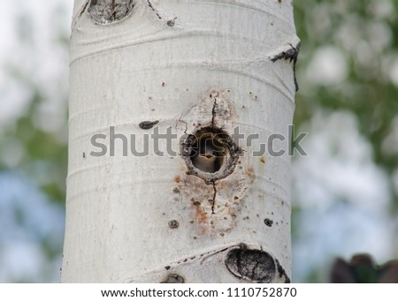 Baby violet-green swallow (Tachycineta thalassina) with its mouth open waiting for its mother to return with food in its nest  bored into a quaking aspen tree in Great Basin National Park, Nevada, USA