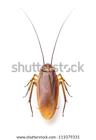 Dead cockroach isolated on a white background. Cockroaches are disgusting insect, a primitive animal in house that many fear. Cockroaches are carrier of pathogens and germs that cause various diseases
