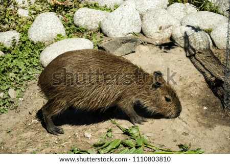 The young Capybara eats on a sunny day.