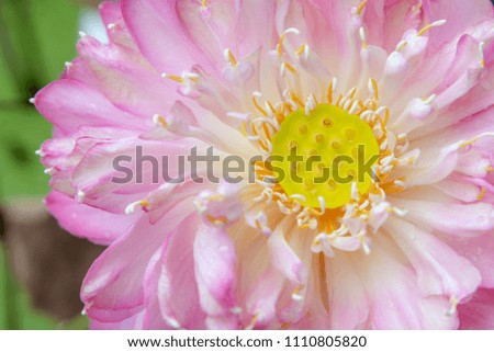 Lotus flower and lotus plant.Nature background.