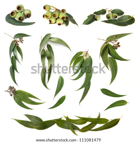 Collection of eucalyptus leaves and gum nuts, isolated on white. Royalty-Free Stock Photo #111081479