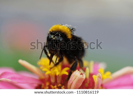 Close-up of the Caucasian striped black and orange bumblebee Bombus lucorum collecting pollen and nectar on a pink flower Zinnia in the foothills of the Caucasus                               