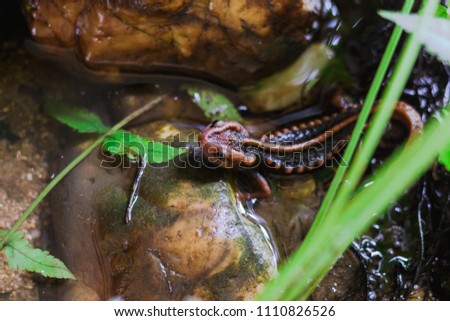 crocodile salamander doi Inthanon