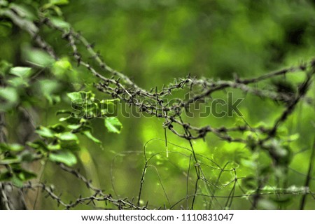 barbed wire in the forest