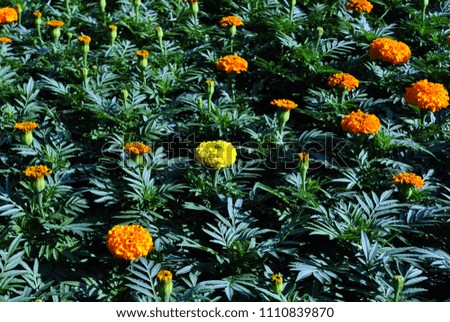 Tagetes erecta Marigolds glade yellow and orange blooming flowers and buds growing on dark green leaves background