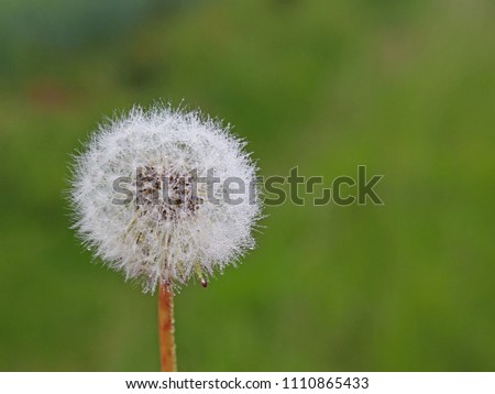 Macro photography of a white ball of a dandelion flower on a blurred green background. Fauna of temperate climate. Green plants and the ecology of the natural environment. Stages of development of liv