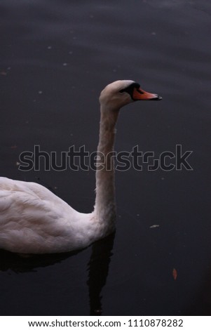 One swan on blue dark lake water in the evening. 