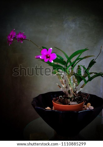 Beautiful with dark pink orchid isolated in vase on black background. Floral still life.