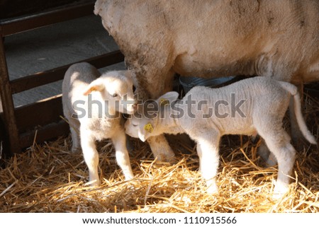 sheep with lambs. 
