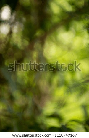 Natural Bokeh light yellow green abstract backgrounds textures.