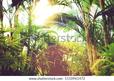 Palm trees over blue sky. Summer, holiday and travel concept with copy space. Palm branches with sun light effect. Background for design. Tropical jungle view.