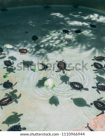 Dozens of turtle swimming around in a pond.