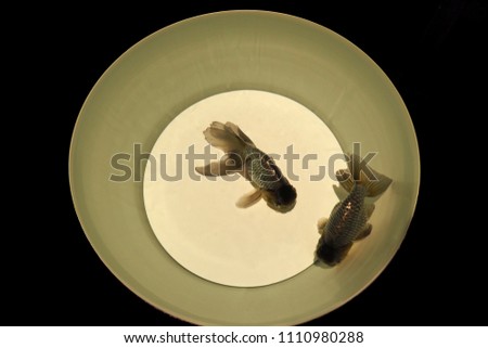 Two black gold fish in a bowl