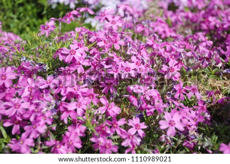 Small pink flowers
