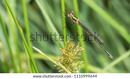Banded demoiselle damselfly female on a grass stalk. Calopteryx splendens. Close-up of the glossy green dragonfly. Insect with a long abdomen. Water predator on a blurry natural background. Royalty-Free Stock Photo #1110999644