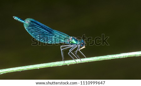 Banded demoiselle damselfly male on plant stick. Calopteryx splendens. Beautiful detail of the blue dragonfly with shiny decorative wings when eating a insect prey. Blurred water background. Royalty-Free Stock Photo #1110999647